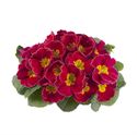 Bild von Primula P10.5 gebroken knop/1bloem Rose